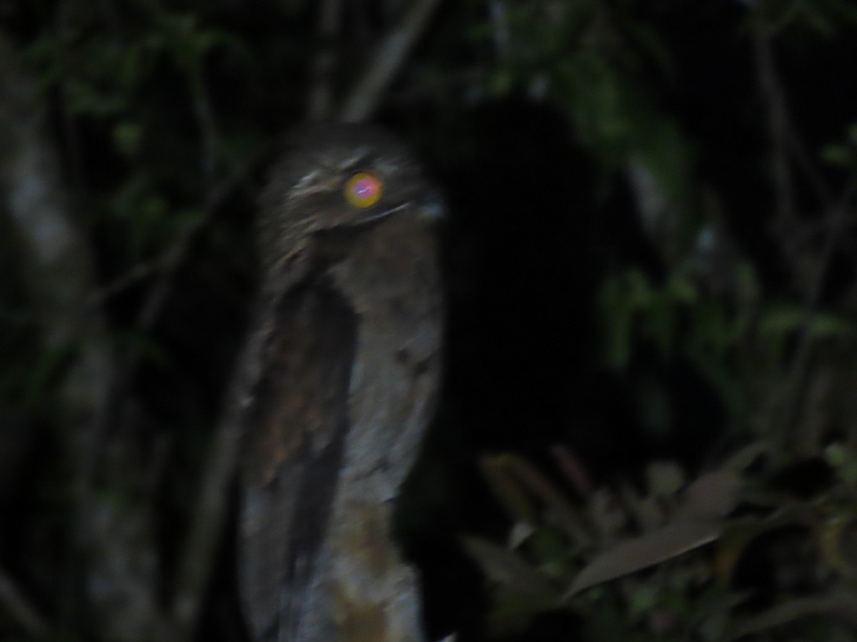 Common Potoo - ML395220141