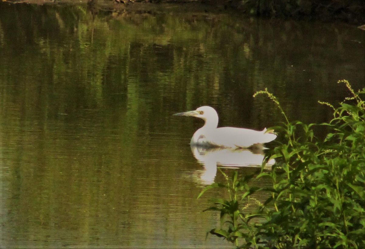 Great Egret - ML395223461