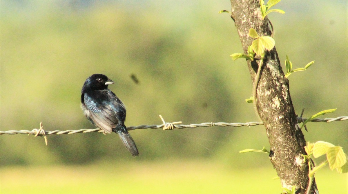 Blue-black Grassquit - Rodrigo Baez