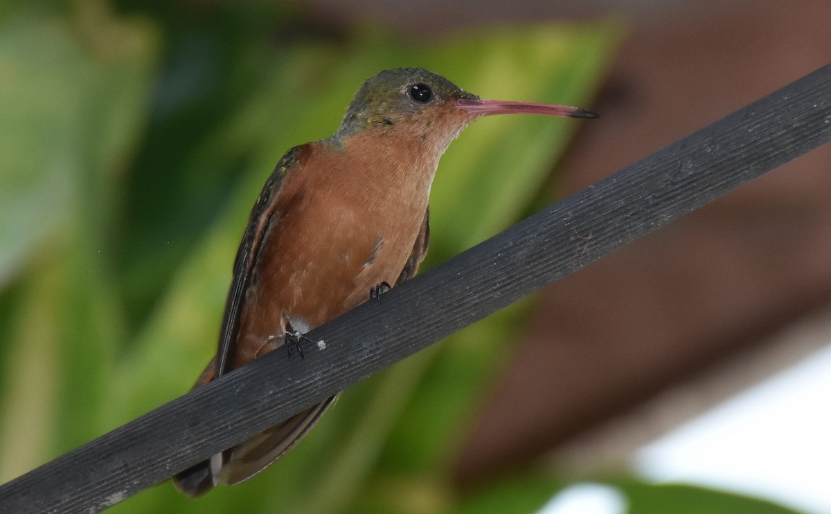 Cinnamon Hummingbird - David Wheeler