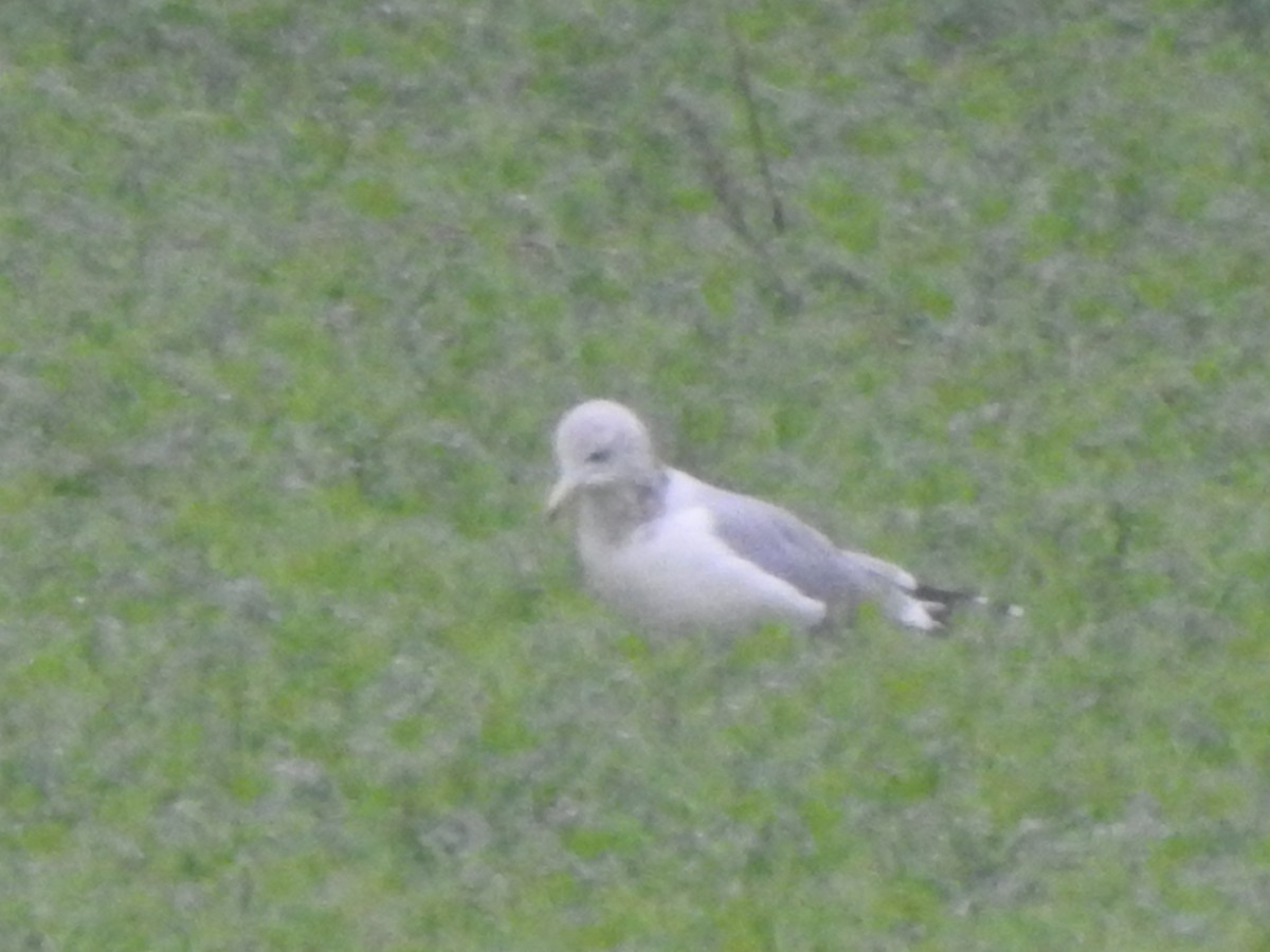 California Gull - ML395225191