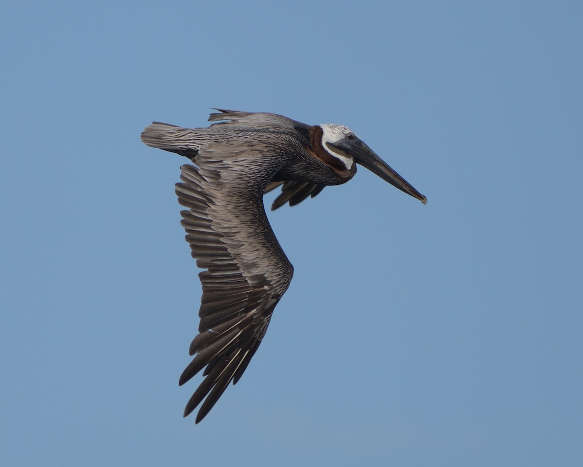 Brown Pelican - M Kelly