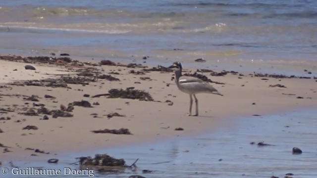 Alcaraván Piquigrueso Australiano - ML395228501