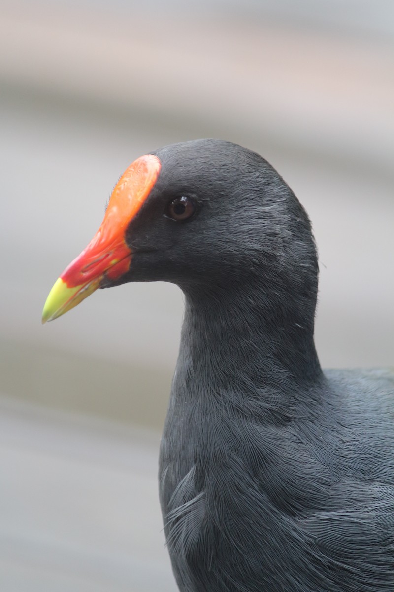 Dusky Moorhen - ML395228811