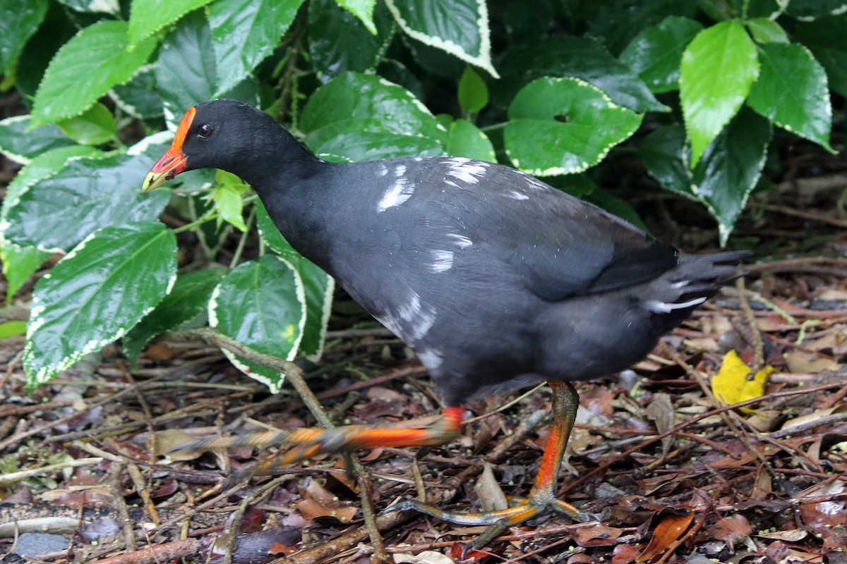 Dusky Moorhen - ML395229471