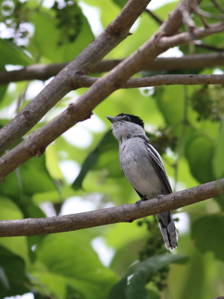 Gray-collared Becard - Nathan Pieplow