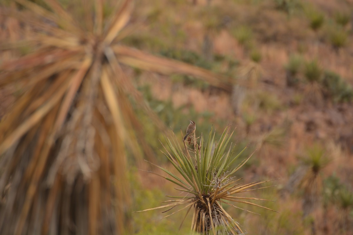 Cactus Wren - ML395231771