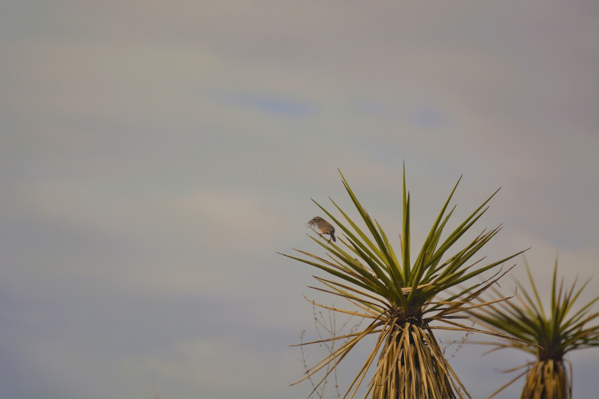 Cactus Wren - ML395232221