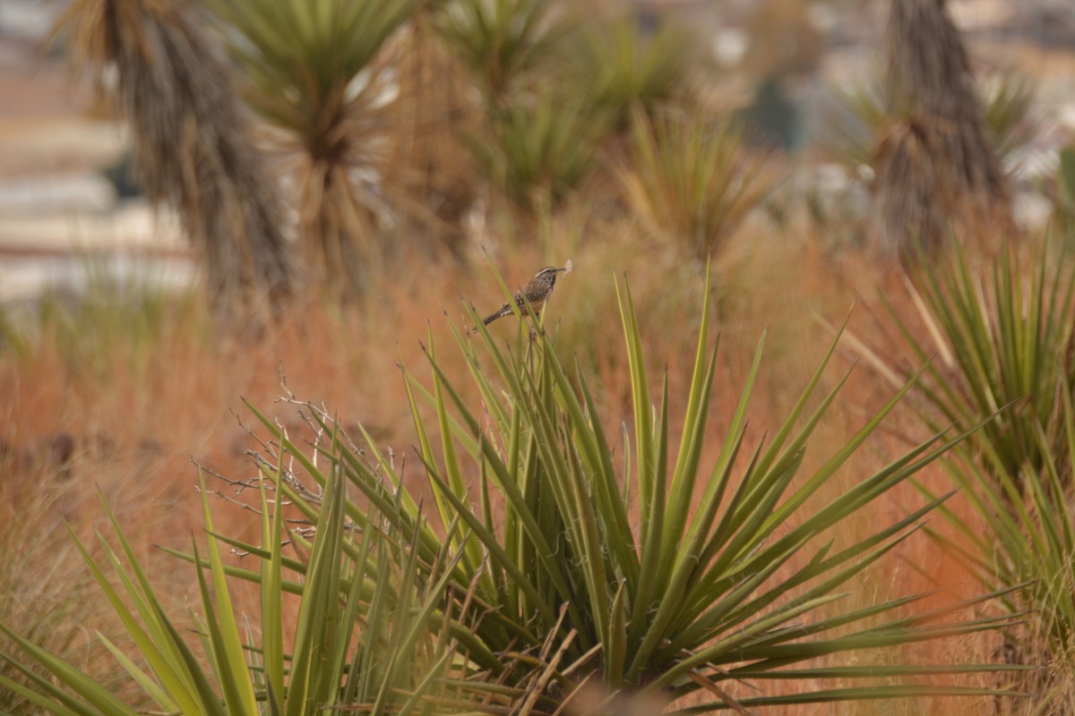 Cactus Wren - ML395232241