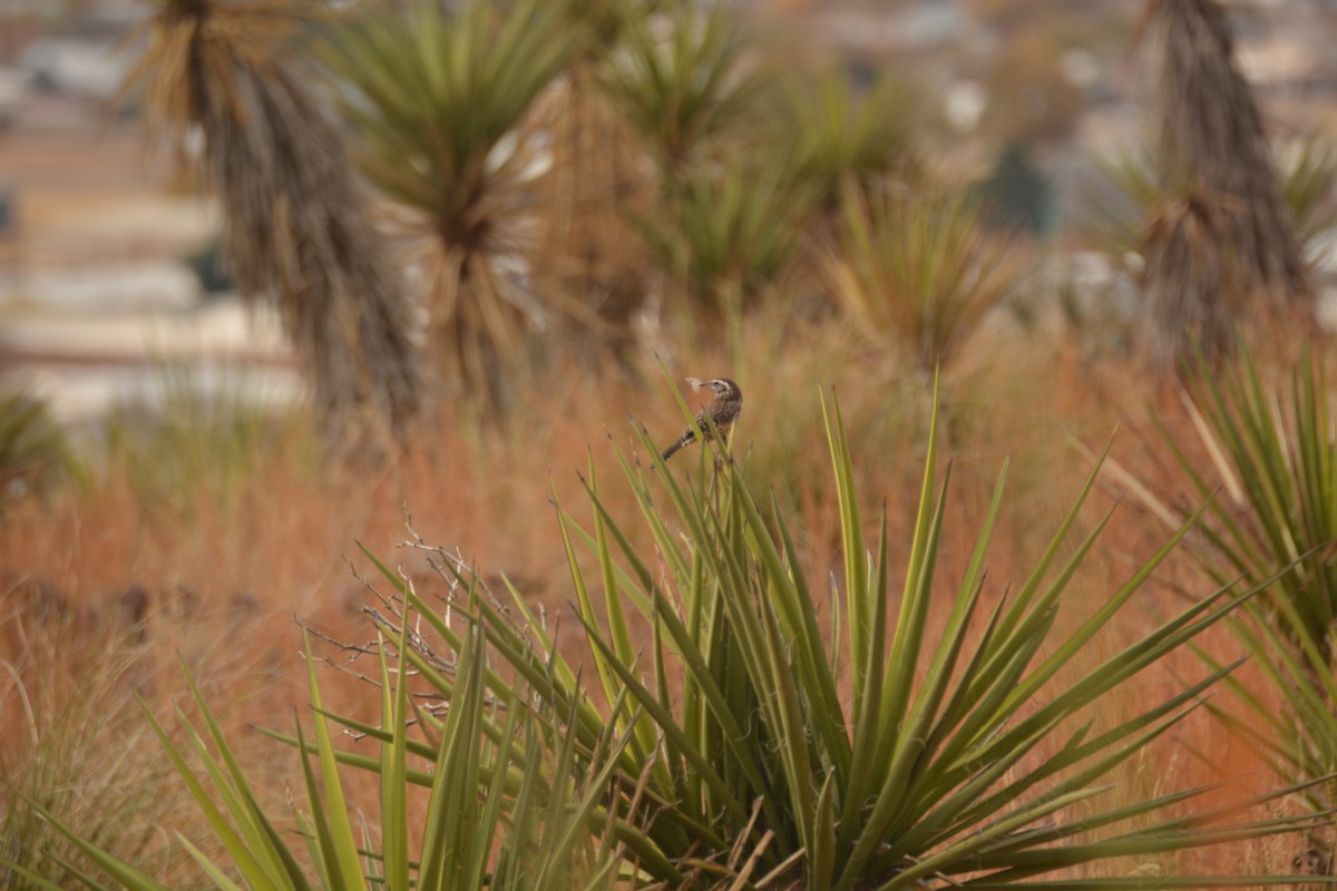 Cactus Wren - ML395232251