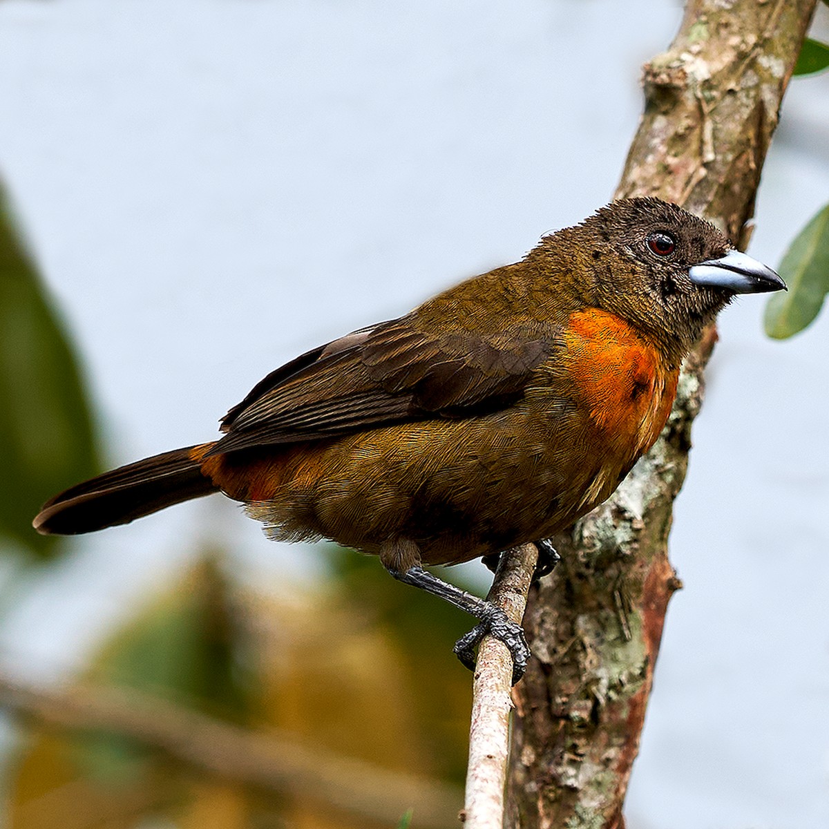 Scarlet-rumped Tanager - ML395237831