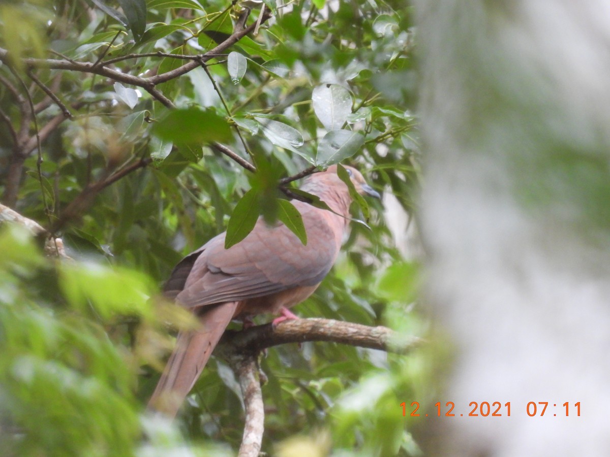 Brown Cuckoo-Dove - ML395237921