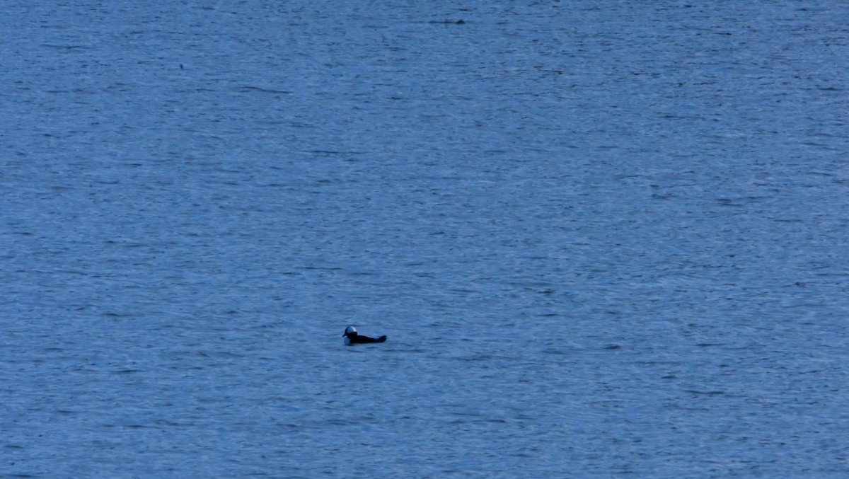 Bufflehead - ML395238191