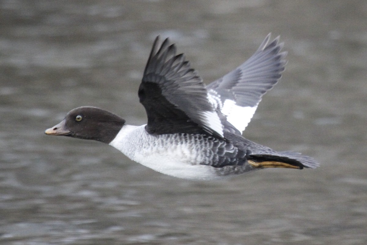 Barrow's Goldeneye - Paul Hurtado