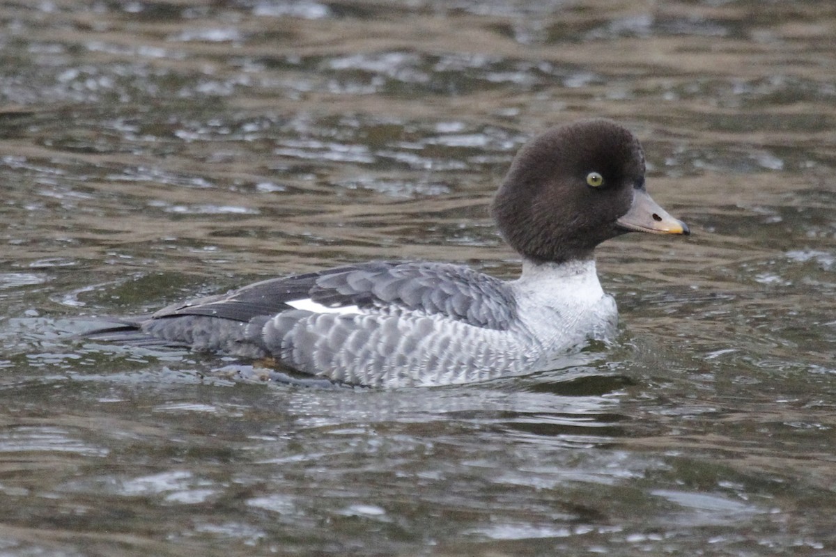 Barrow's Goldeneye - Paul Hurtado