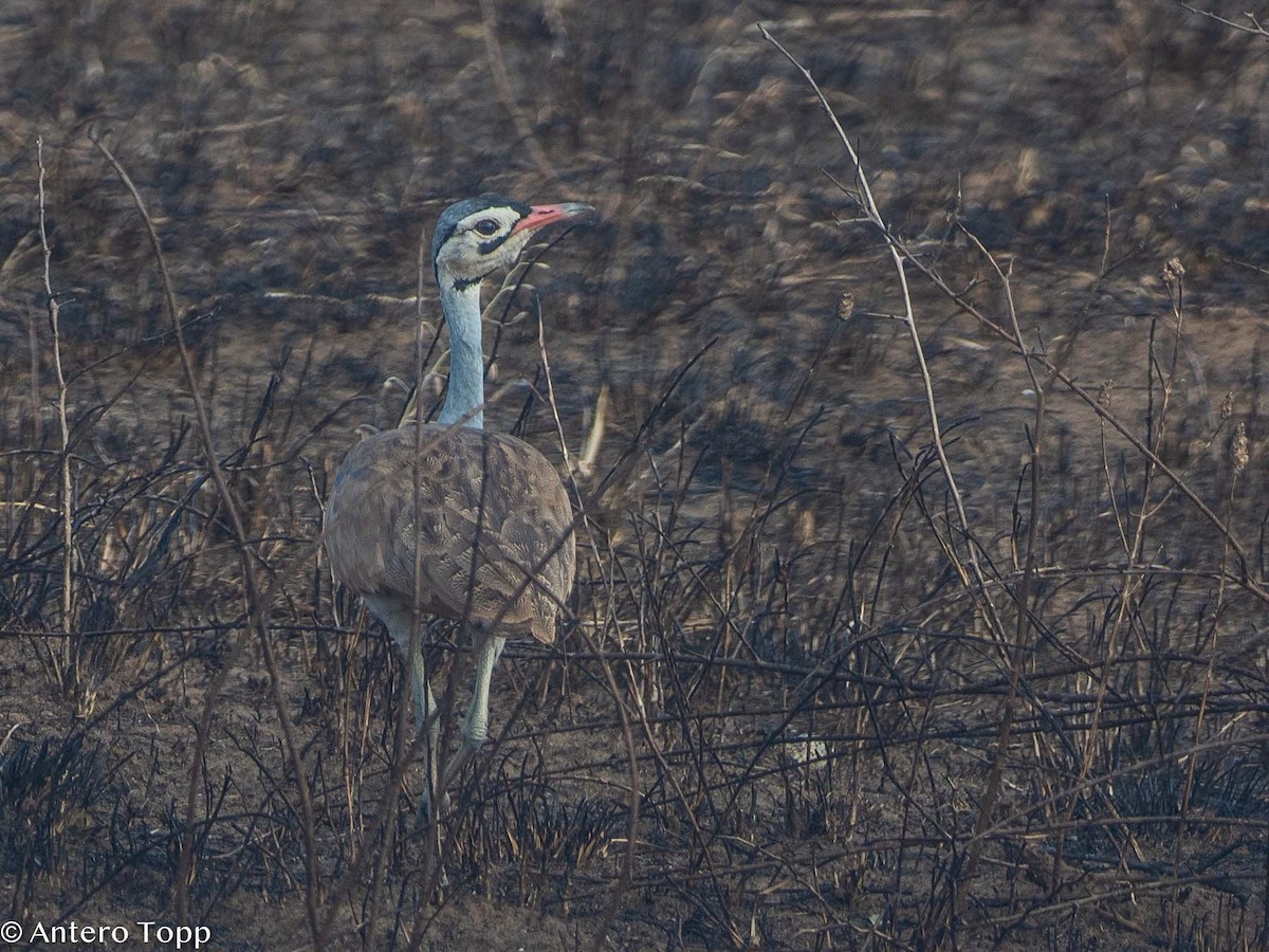 White-bellied Bustard - Antero Topp