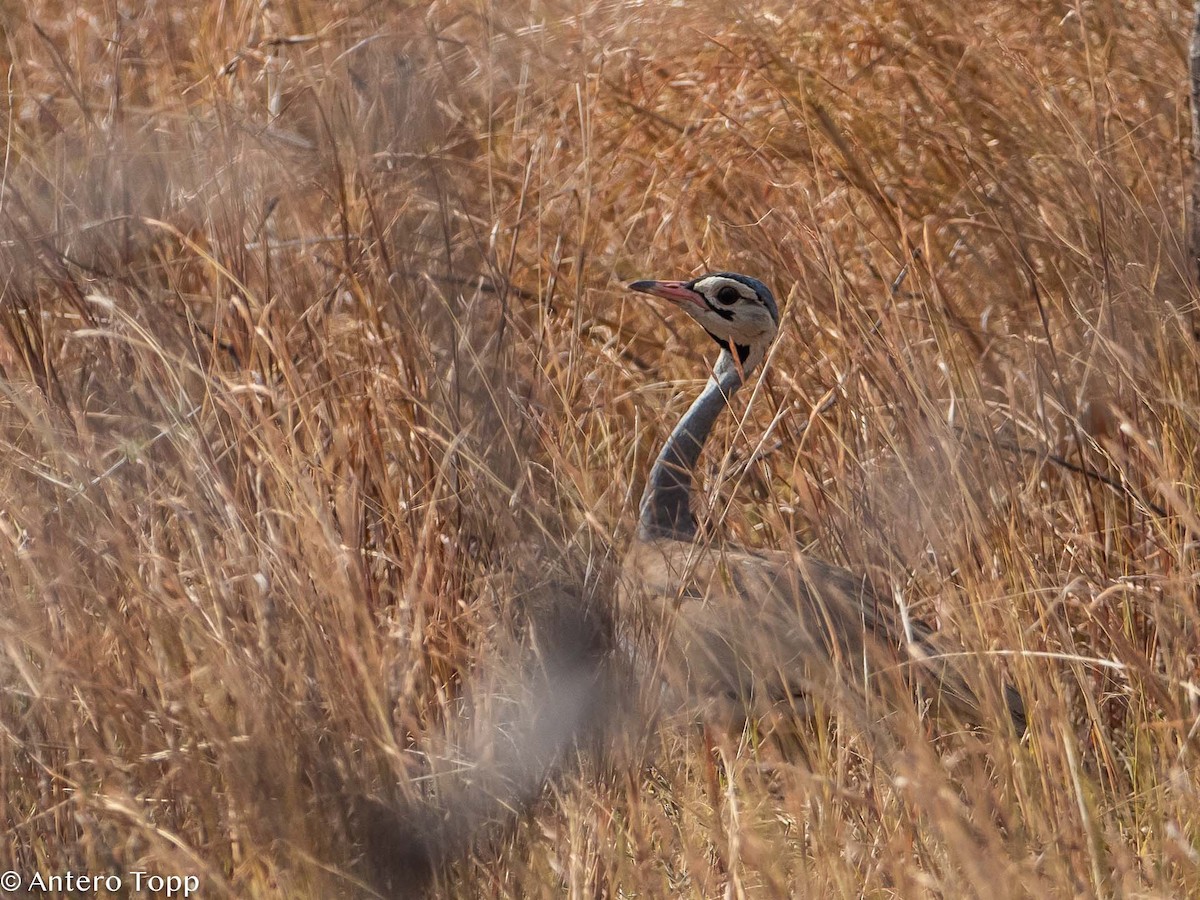 White-bellied Bustard - ML395240131