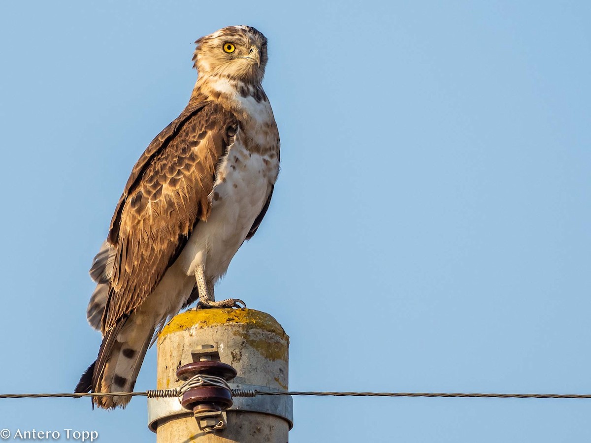 Black-chested Snake-Eagle - ML395240611