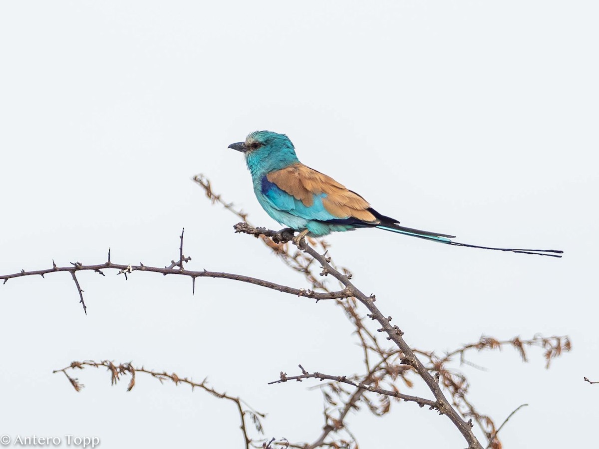 Abyssinian Roller - ML395241301