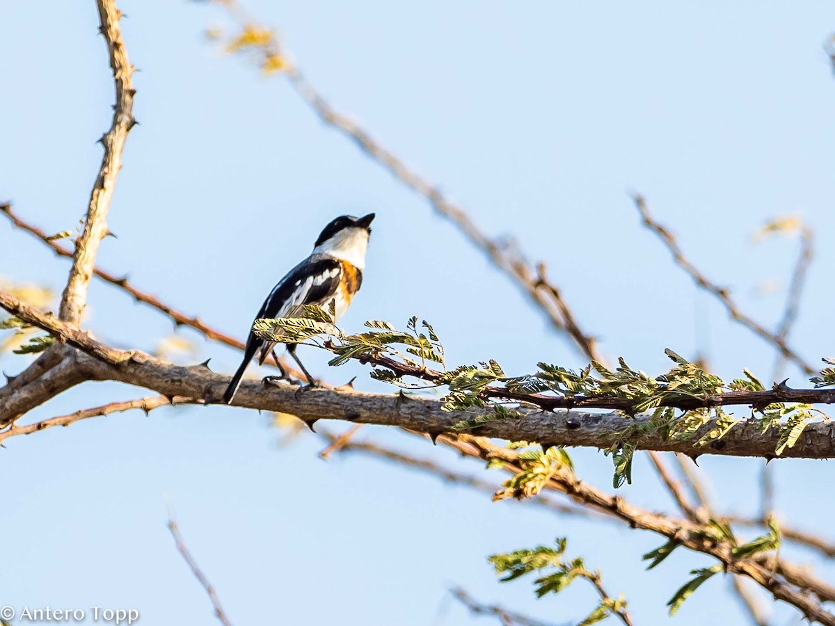 Chinspot Batis - ML395241611