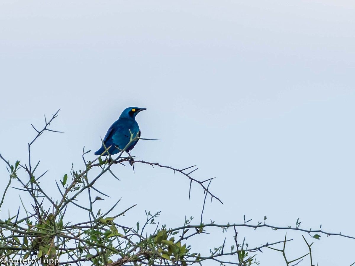 Bronze-tailed Starling - ML395242061