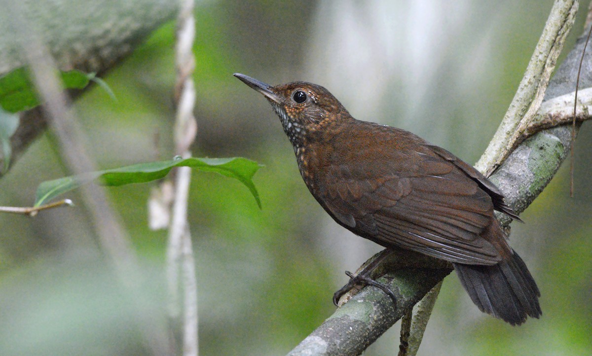 Scaly-throated Leaftosser - Jorge Dangel