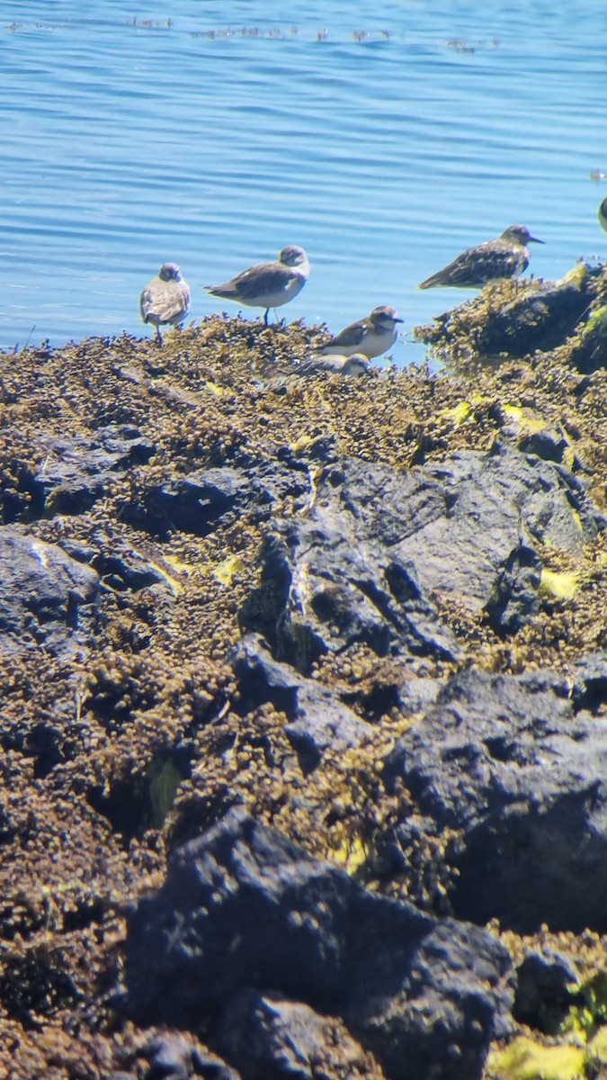 Монгол хиазат - ML395243651