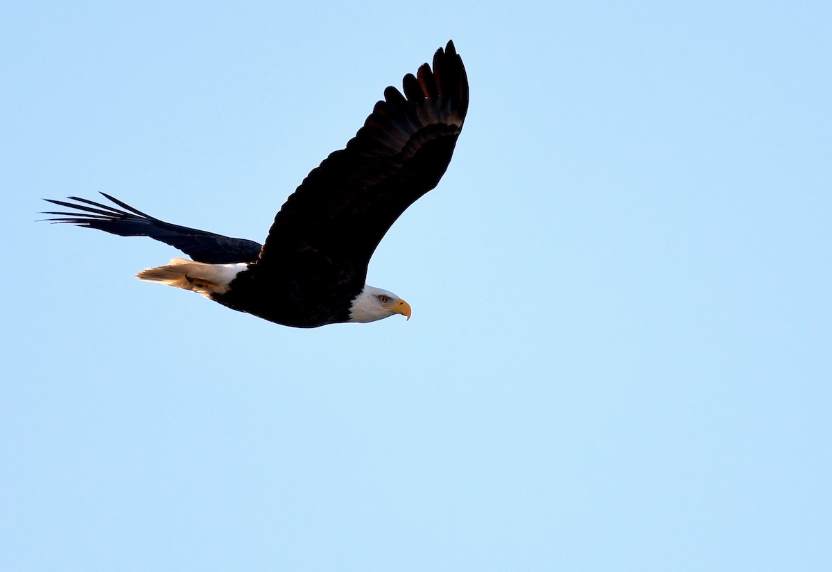 Bald Eagle - Jeanne Burnham