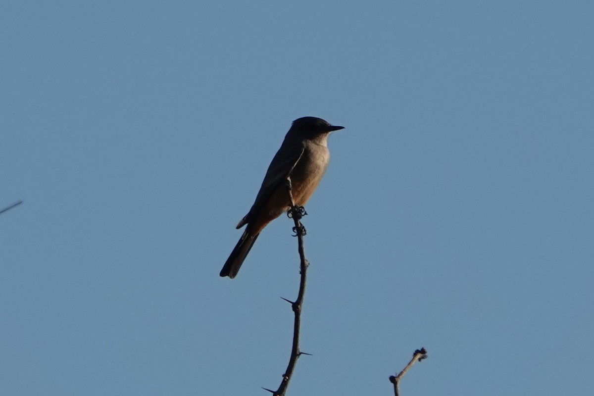 Say's Phoebe - ML395245961