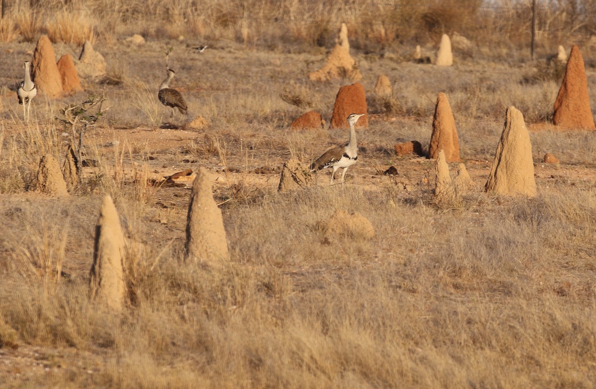 Australian Bustard - ML39524611