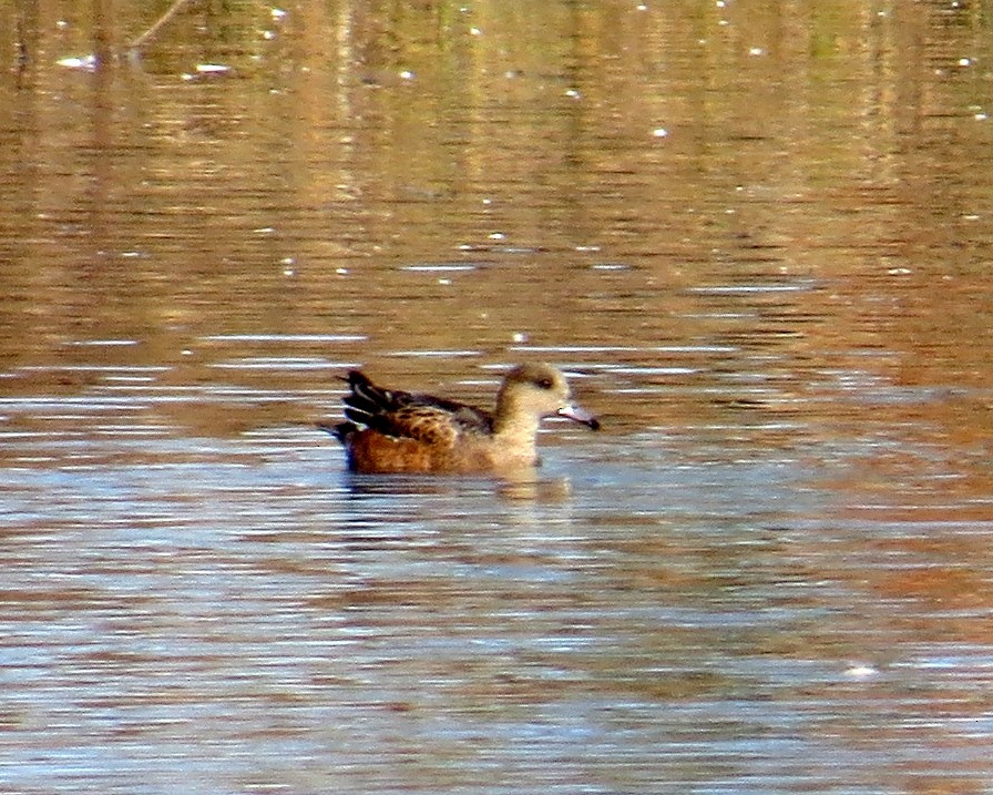 American Wigeon - ML39524671