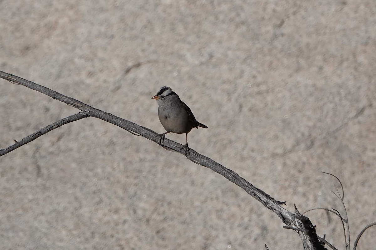 White-crowned Sparrow - ML395247511