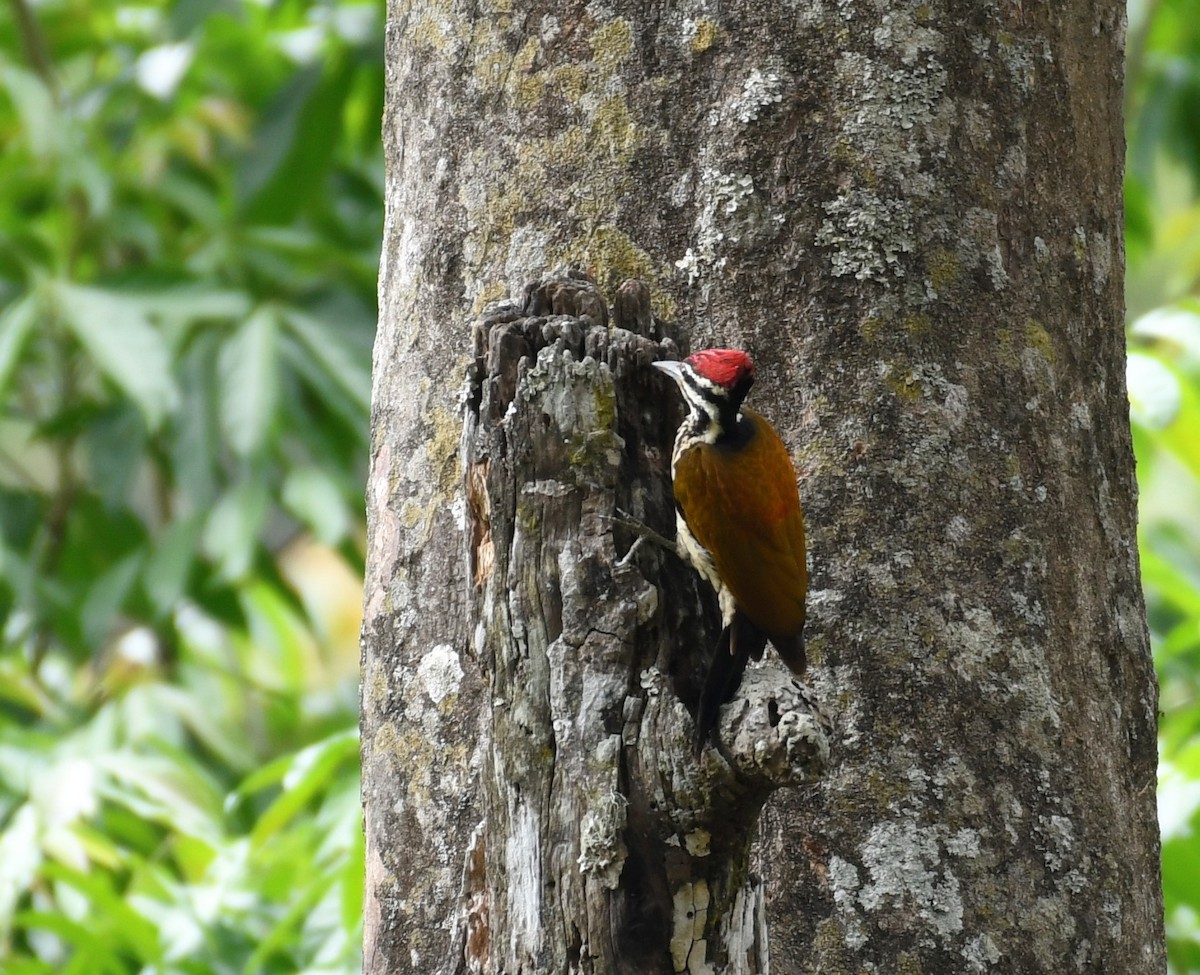 Common Flameback - ML395250571