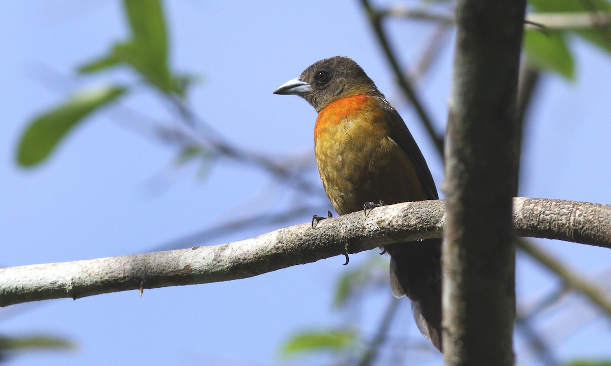 Scarlet-rumped Tanager (Cherrie's) - ML39525271