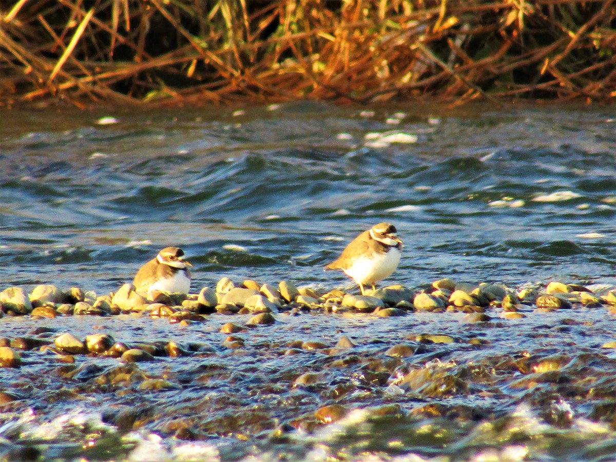 Long-billed Plover - ML395253081