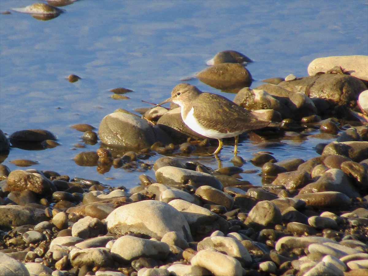 Common Sandpiper - Todd Birzer