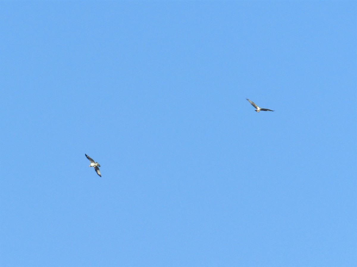 Osprey - Todd Birzer