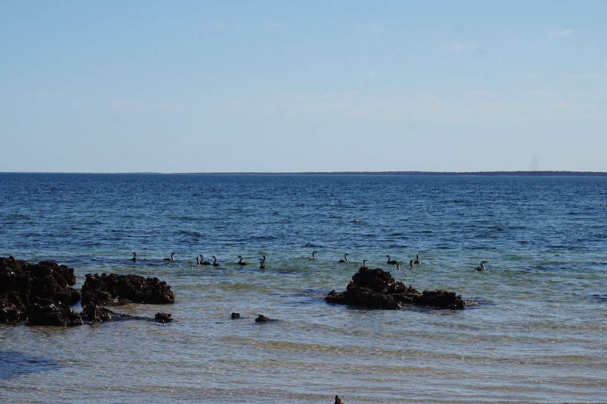 Little Black Cormorant - ML395254951
