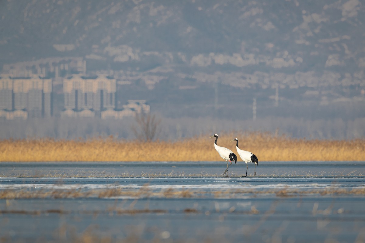 Red-crowned Crane - ML395255441