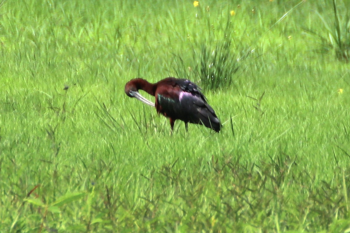 ibis hnědý - ML395255931