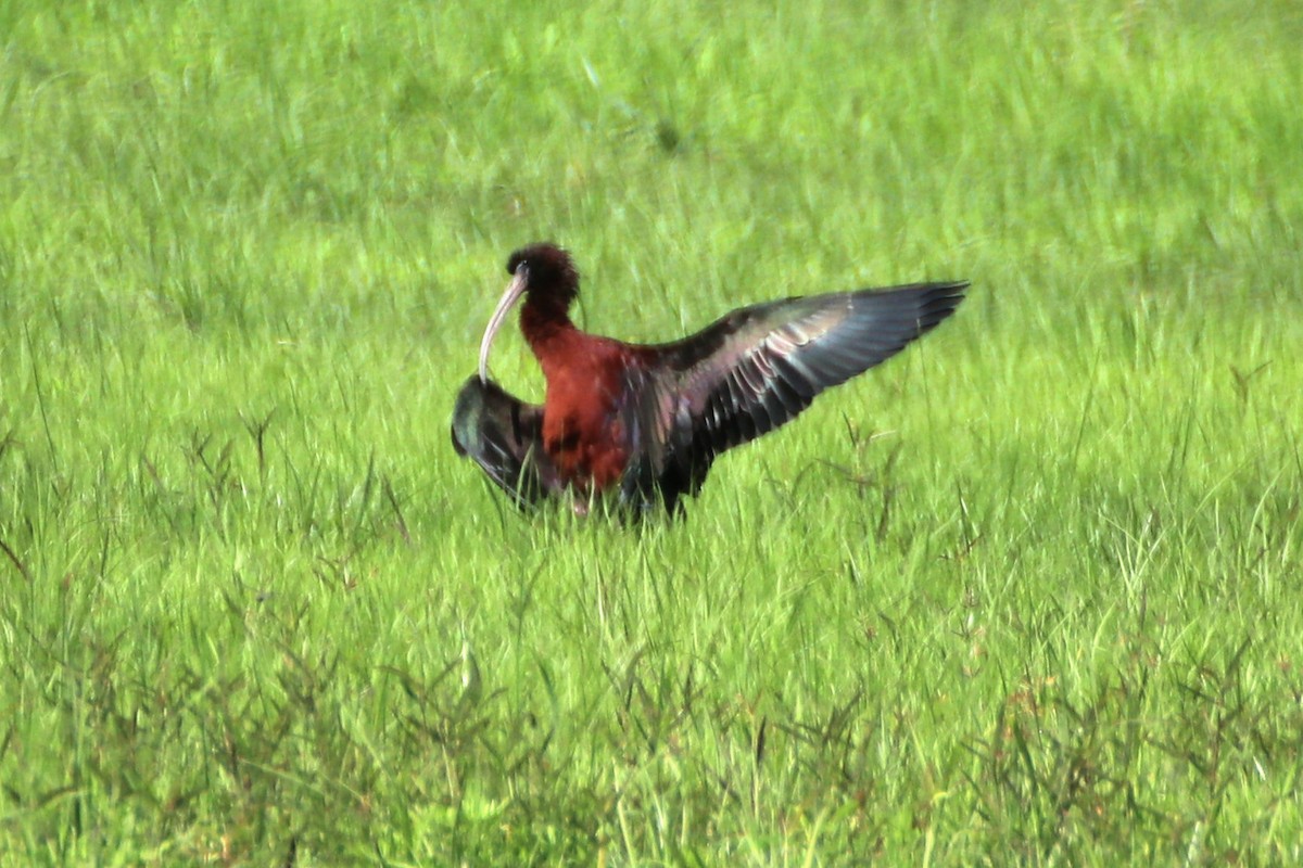 ibis hnědý - ML395255941