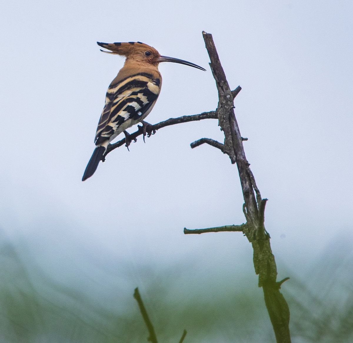 Eurasian Hoopoe - ML395256621