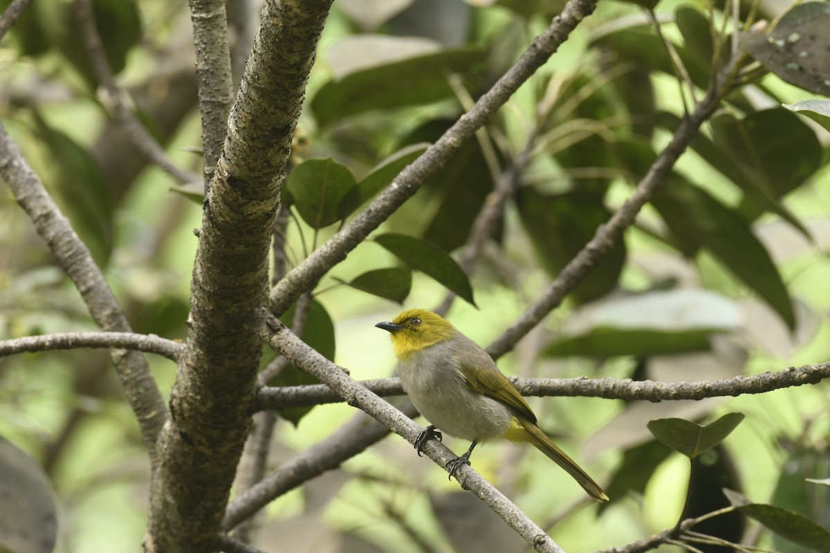 Yellow-throated Bulbul - ML395256861