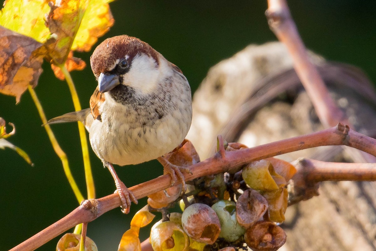 Italian Sparrow - ML39525751