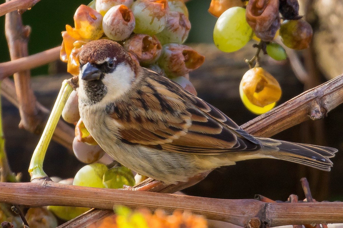 Moineau cisalpin - ML39525761