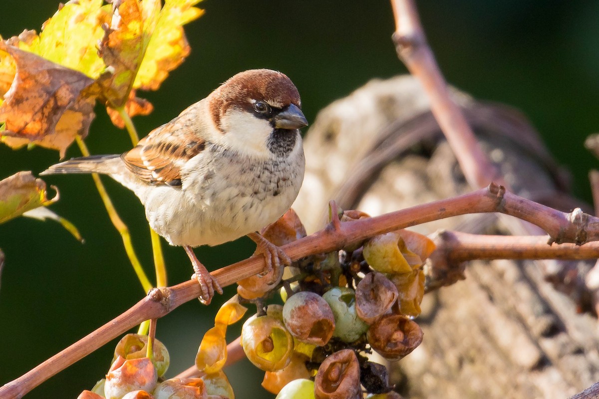 Moineau cisalpin - ML39525771