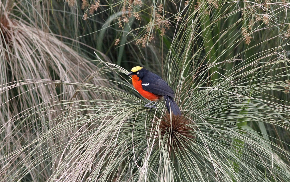 Bubú de Los Papiros - ML395258281