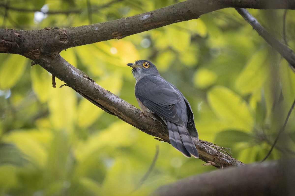 Hodgson's Hawk-Cuckoo - Jen Wei Yip