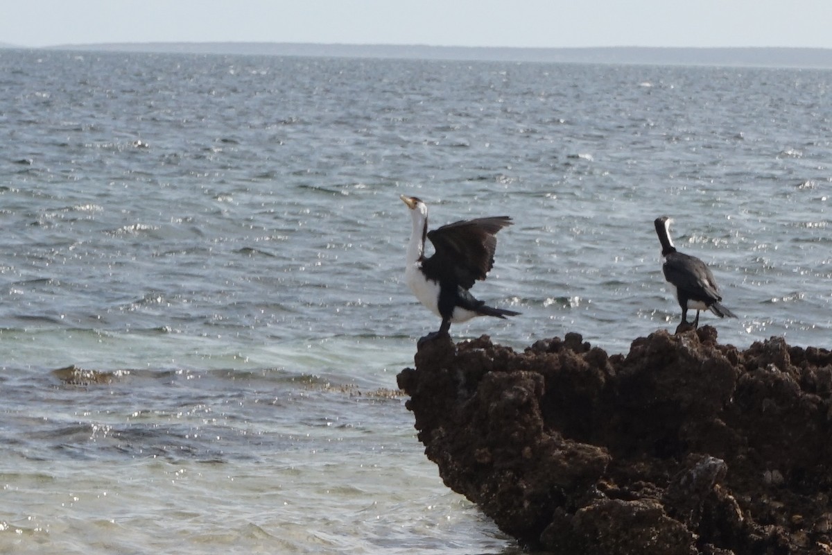 Pied Cormorant - ML395259701