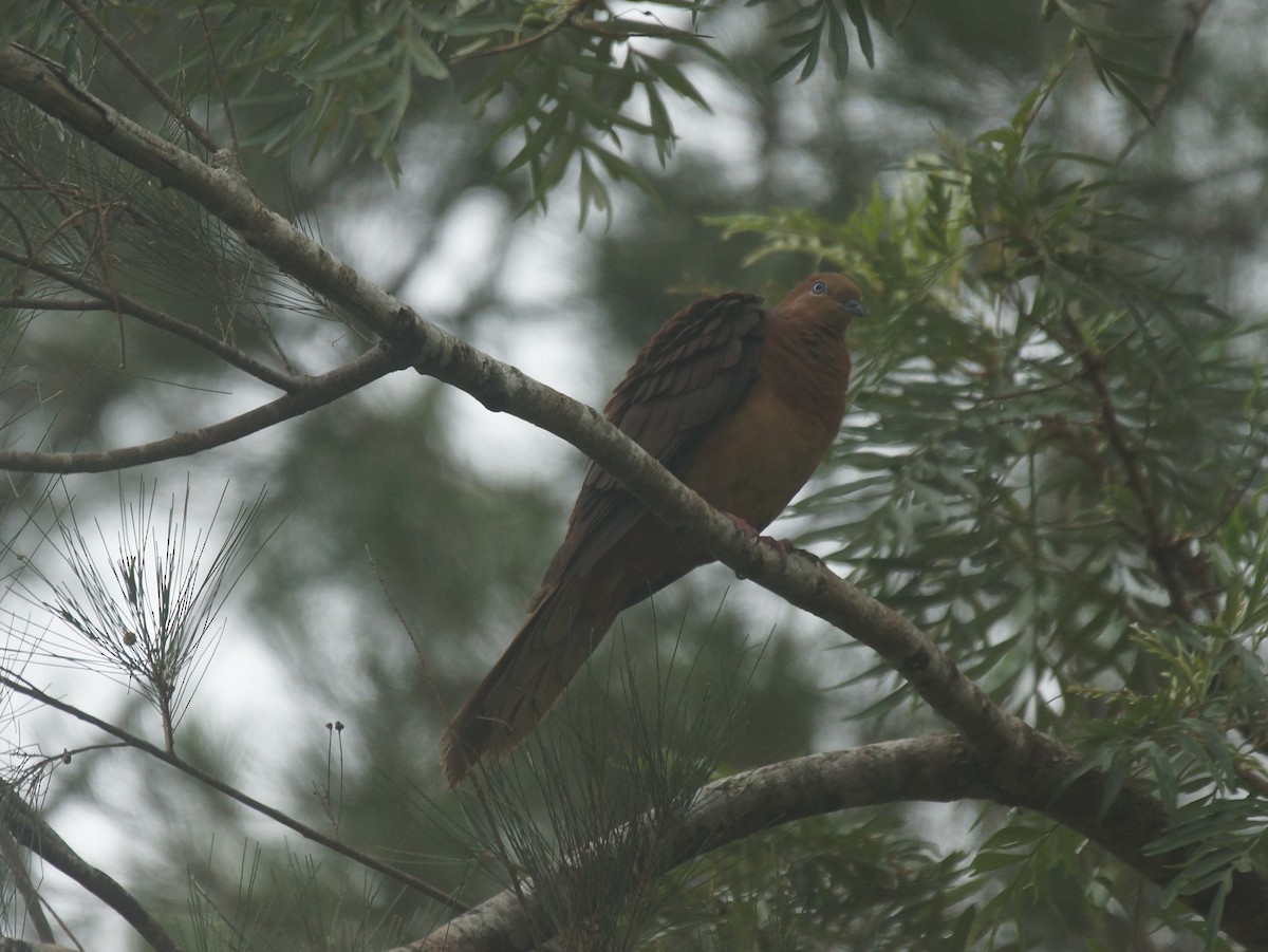 Brown Cuckoo-Dove - ML395260491